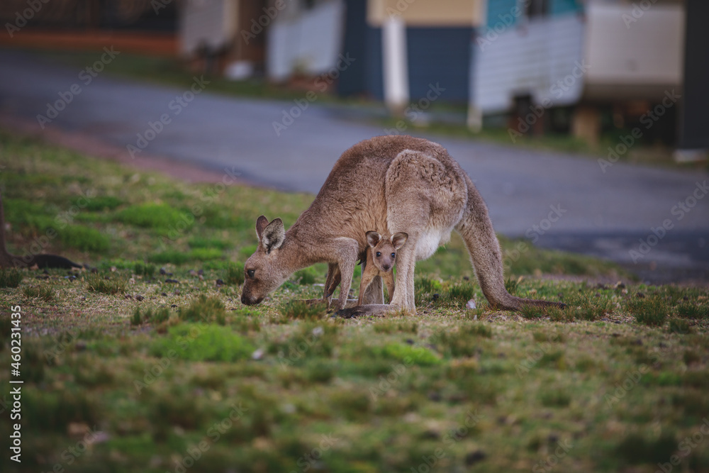 Female Eastern Grey Kangaroo with her Joey Female Eastern Grey Kangaroo with her Joey