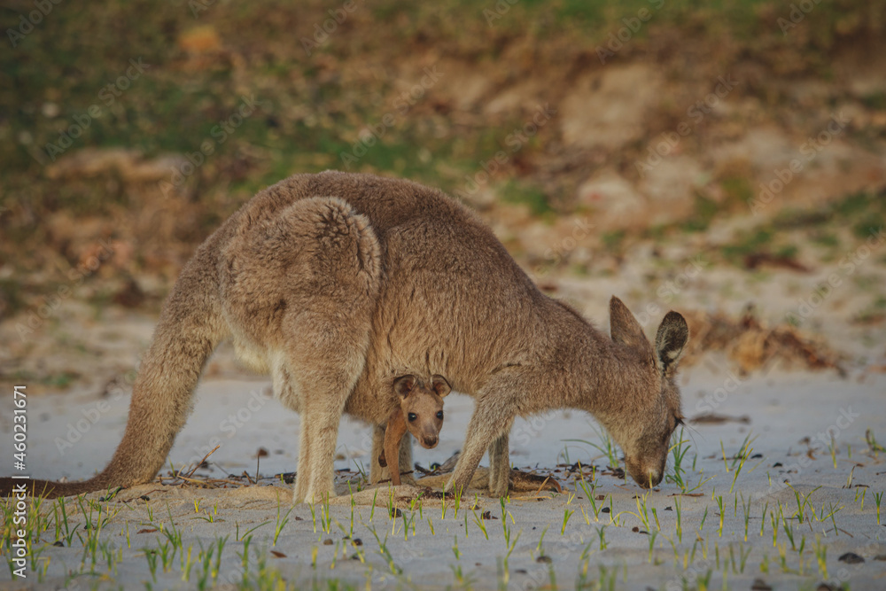 Female Eastern Grey Kangaroo with her Joey Female Eastern Grey Kangaroo with her Joey