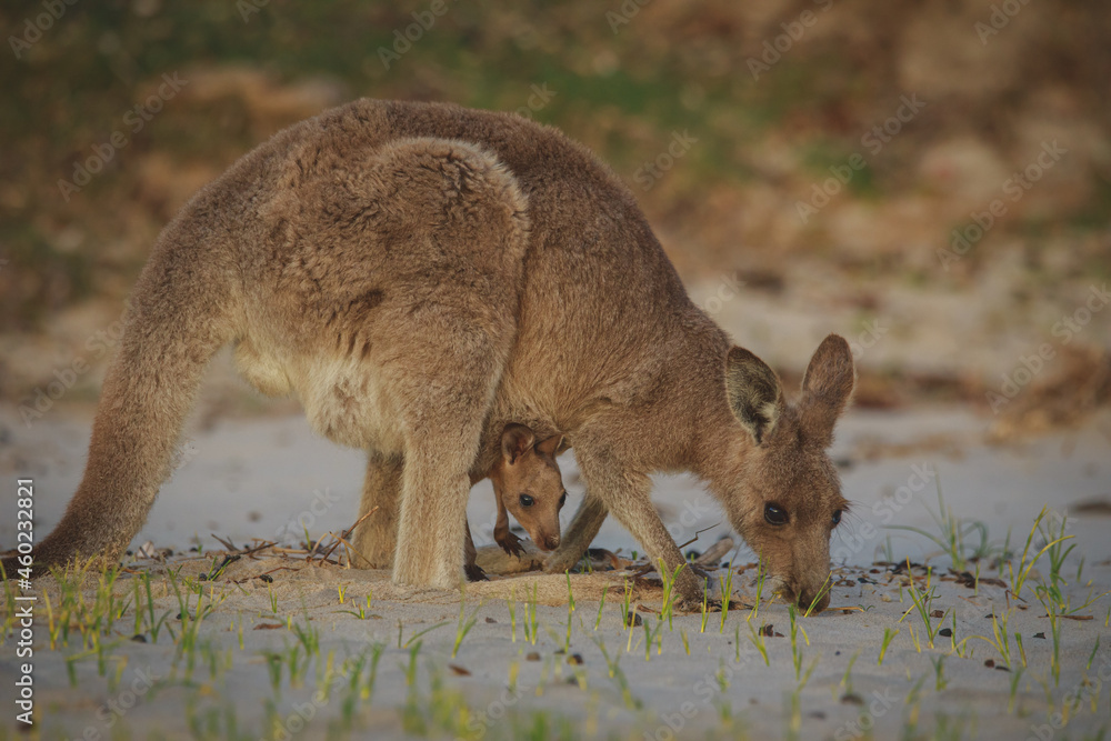 Female Eastern Grey Kangaroo with her Joey Female Eastern Grey Kangaroo with her Joey