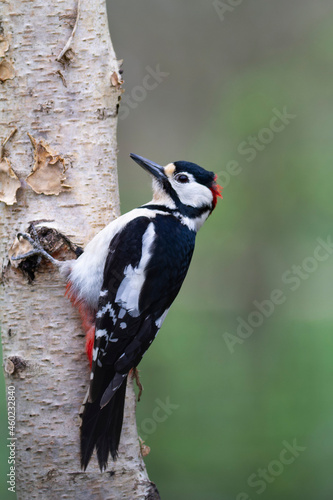 great spotted Woodpecker Dendrocopos major climbing on tree trunk