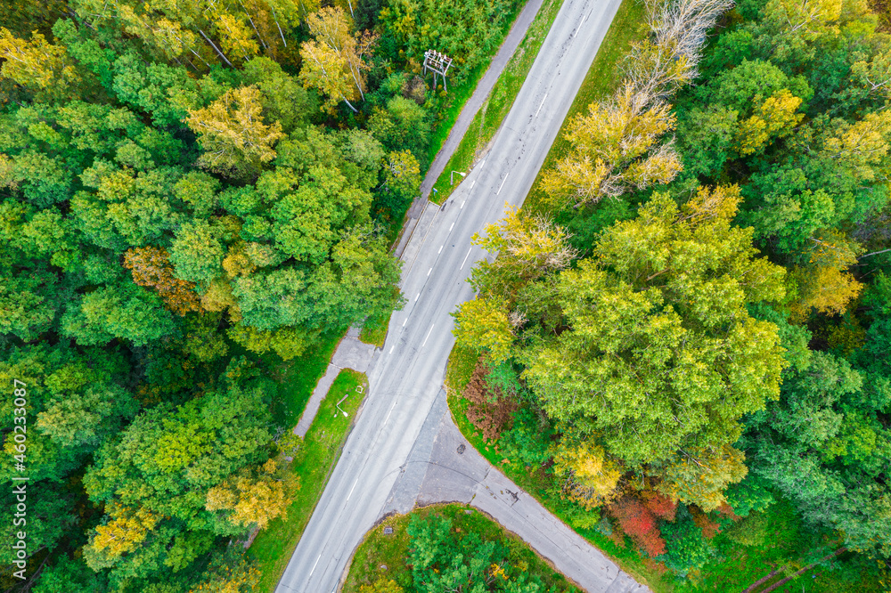 Aerial view from drone of intersecting concrete roads in crossroad leading through autumn pine and foliage forests in yellow green colors. Dense forest in golden time and empty highway in fall season
