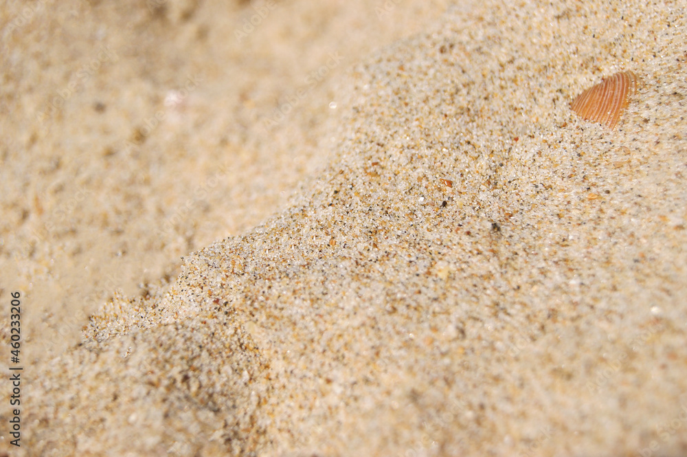 Selective focus. Background for design with sea shells and sand on the ocean shore Selective focus. Background for design with sea shells and sand on the ocean shore