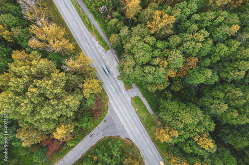 Aerial view from drone of intersecting concrete roads in crossroad leading through autumn pine and foliage forests in yellow green colors. Dense forest in golden time and empty highway in fall season