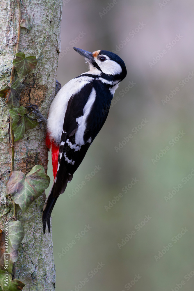 Obraz premium great spotted Woodpecker Dendrocopos major climbing on tree trunk