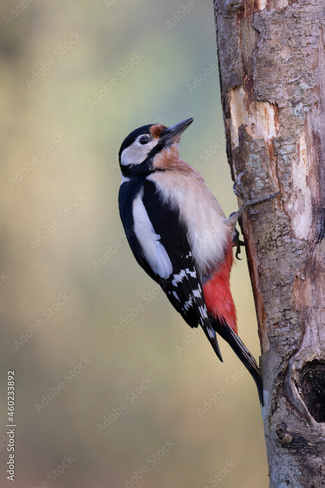 great spotted Woodpecker Dendrocopos major climbing on tree trunk