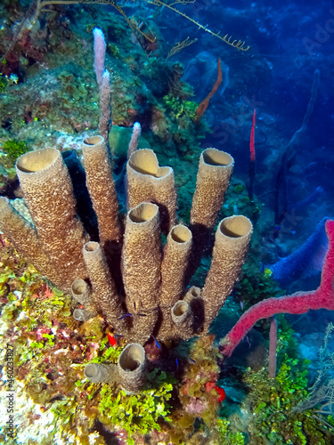 Stove Pipe Sponges - Bonaire, Caribbean Netherlands photo