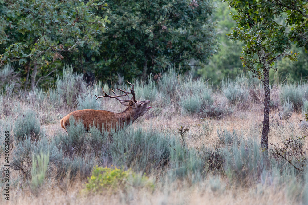 Male red deer bellowing in a forest clearing. Cervus elaphus. Male red deer bellowing in a forest clearing. Cervus elaphus.