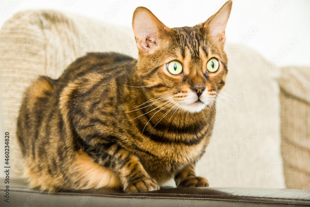 Portrait of a purebred bengal cat. Selective focus