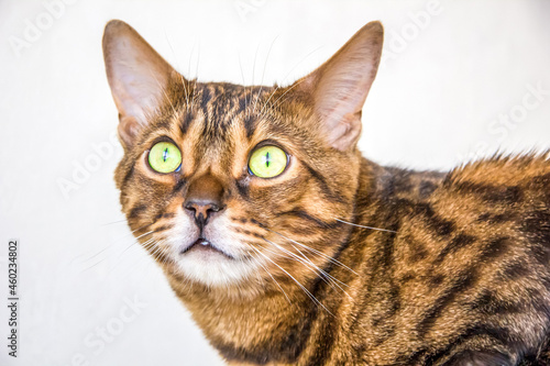 Portrait of a purebred bengal cat on a white background. Selective focus