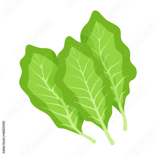 Lettuce icon. Fresh lettuce vegetable and salad leaf isolated on white background