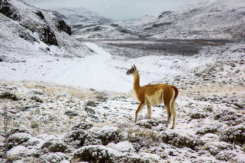 Guanaco lama in Patagonia in Torres del Paine National Park, in the south of the Chili province Magallanes Region and Antartica Chilena, Puerto Natales