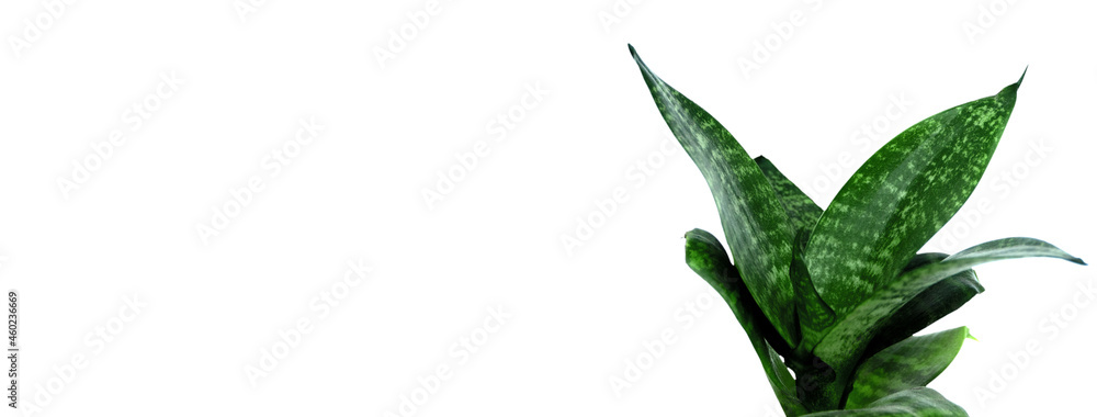 Green plant sansevieria on white isolated background. Banner. Green plant sansevieria on white isolated background. Banner.