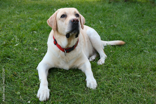 Attentive adult golden Labrador retriever lying on grass and waiting for owner s command at walk