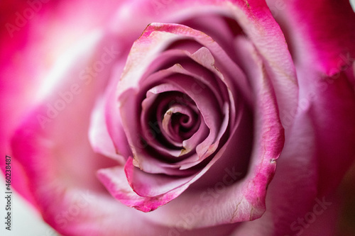 pink rose close up