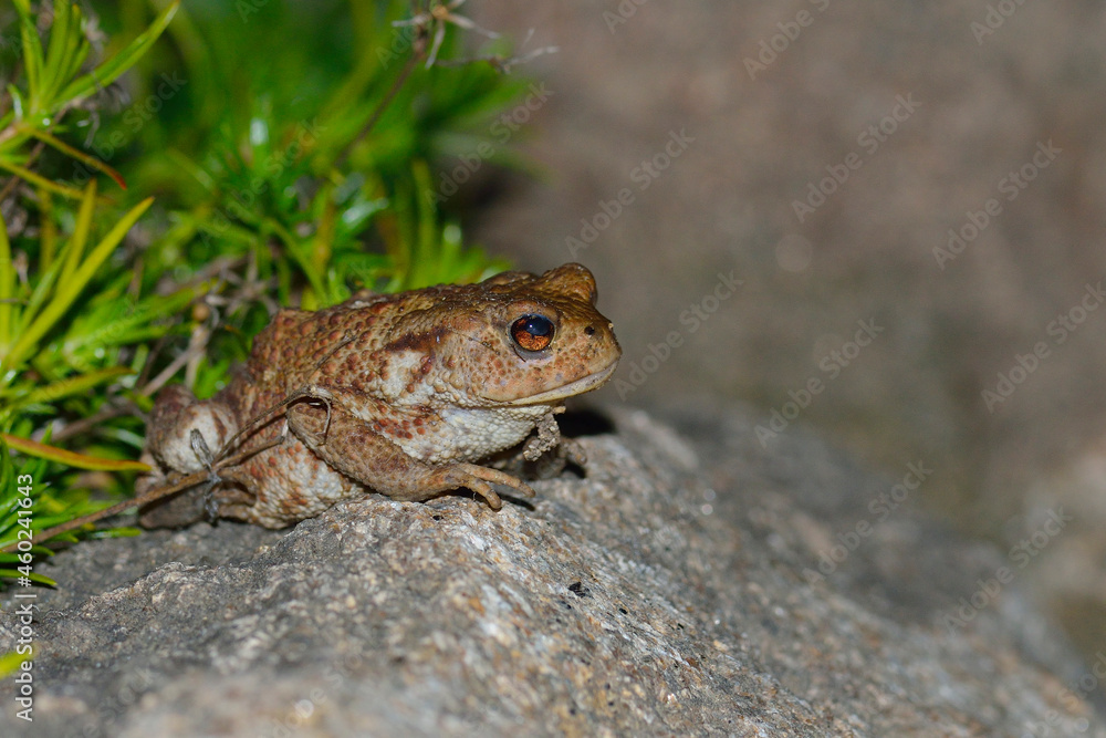Junge Erdkröte in der Nacht Junge Erdkröte in der Nacht