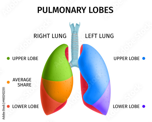 Human Lung Anatomy Infochart