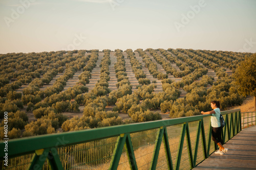 girl watching the sunset in a sea of ​​olive trees in the province of jaen 