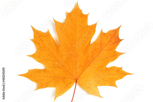Autumn maple leaf isolated on white background, close up. Top view, flat lay. Copy space for text.