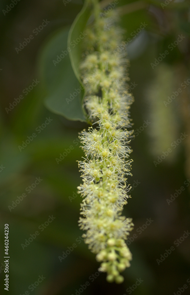 Flowering Phytolacca dioica common name ombu, natural macro floral background Flowering Phytolacca dioica common name ombu, natural macro floral background