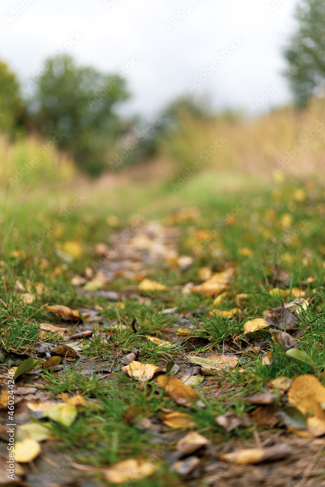 Path in autumn countryside. Close-up of fallen leaves Path in autumn countryside. Close-up of fallen leaves