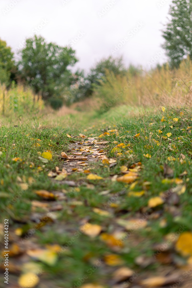Path in autumn countryside. Close-up of fallen leaves Path in autumn countryside. Close-up of fallen leaves