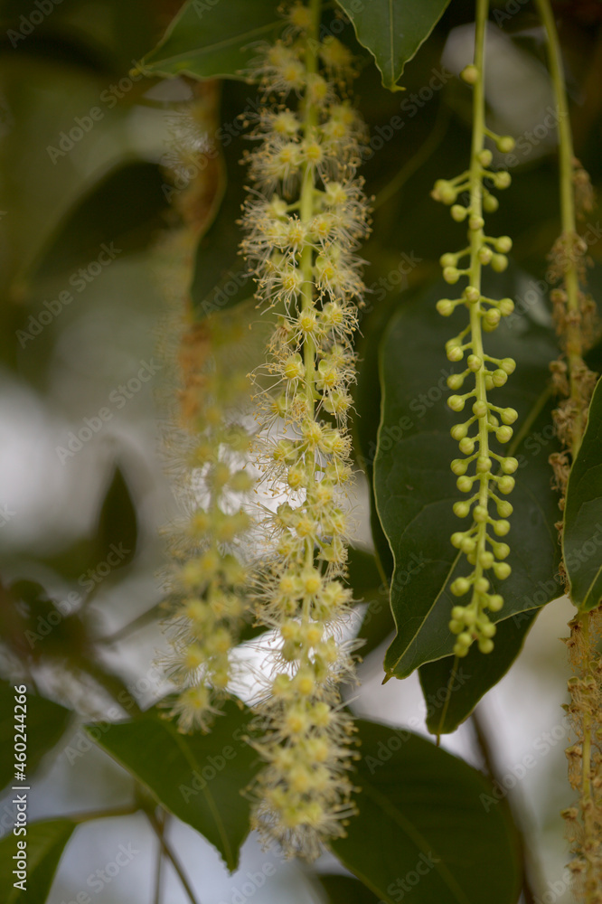 Naklejka premium Flowering Phytolacca dioica common name ombu, natural macro floral background