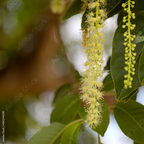 Flowering Phytolacca dioica common name  ombu, natural macro floral background
 photo