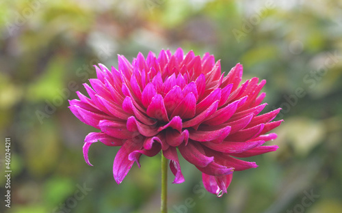 Dahlia