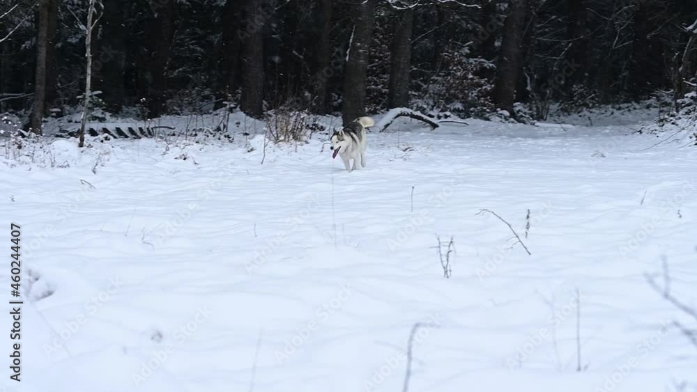 Husky in the woods running through the snow, slow motion of the dog, a winter walk in the woods. Husky in the woods running through the snow, slow motion of the dog, a winter walk in the woods.