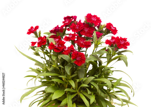 Fototapeta Naklejka Na Ścianę i Meble -  Dark red garden carnation flowers isolated on white background