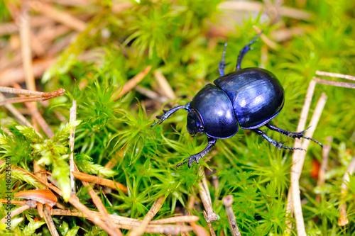 Canvastavla Waldmistkäfer (Anoplotrupes stercorosus)