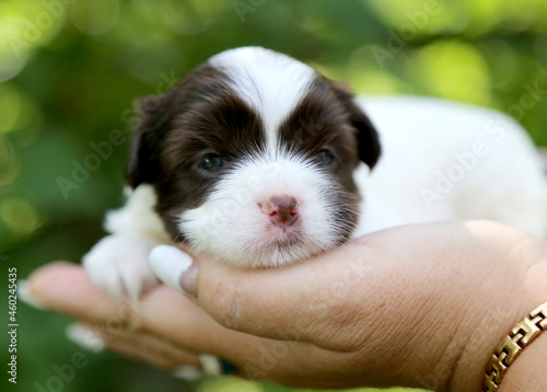 Biewer Terrier щенок на руках .