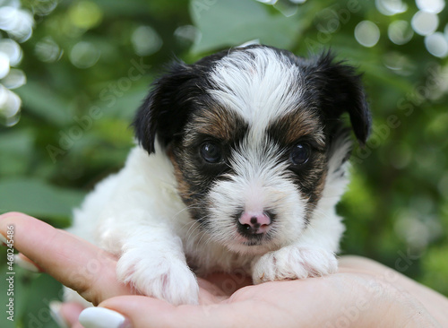 Biewer Terrier щенок на руках .