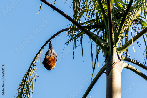 Grey-headed flying foxes hanging in a tree. Australian native animal mega bat photo