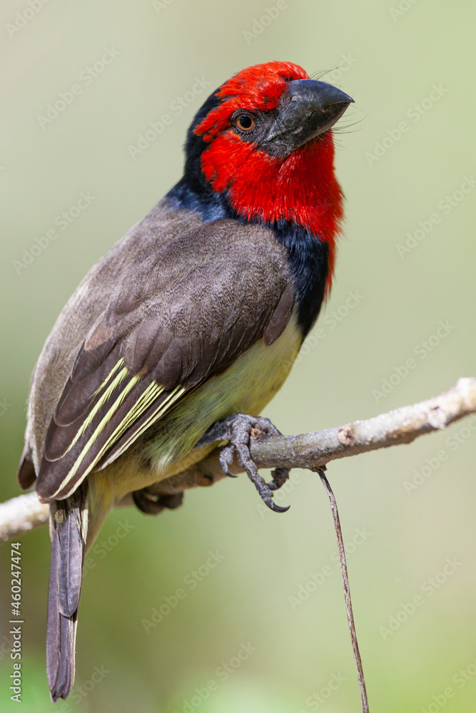 Black-collared Barbet - Botswana Black-collared Barbet - Botswana