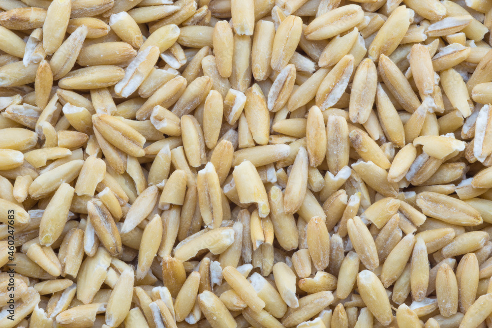 a scattering of oat grains a scattering of oat grains