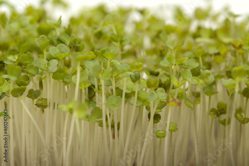 rocket salad seeds sprouting, compact sowing for sprout harvesting