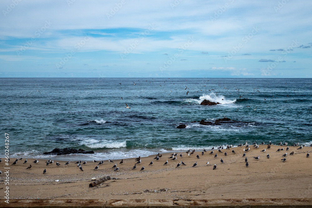 The view of the sea with seagulls. The view of the sea with seagulls.
