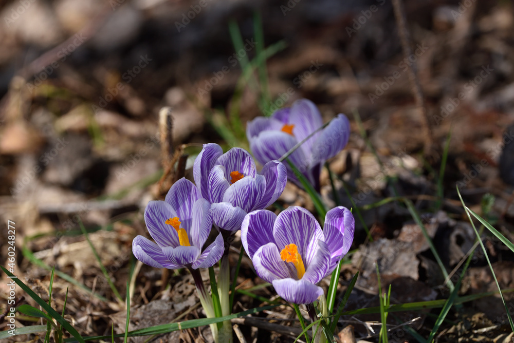 spring crocuses and a visiting butterfly