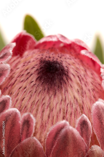 Pink exotic protea flower, cultivated as a cutflower isolated on white background photo