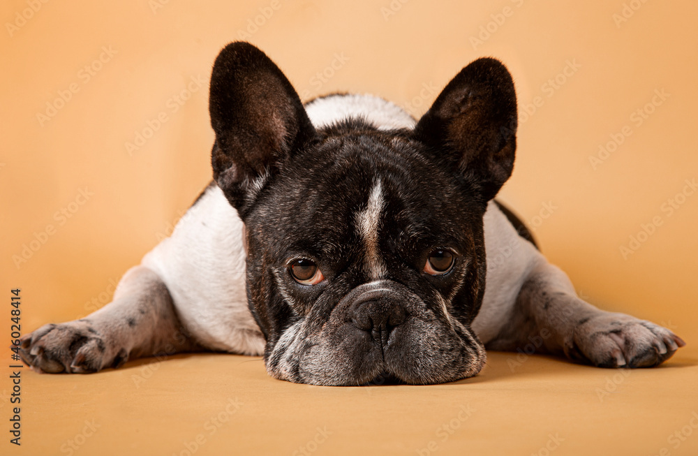 Studio image of an adorable french bulldog laying on yellow background