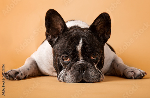 Studio image of an adorable french bulldog laying on yellow background © jcalvera