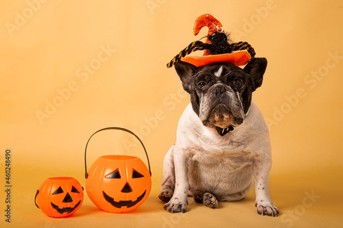 Portrait of french bulldog with halloween hat and pumpkin in pastel colors © jcalvera