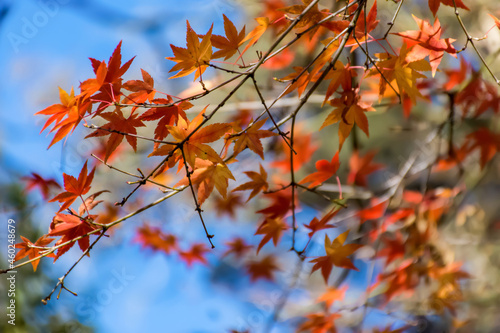 Blurred defocusd bokeh image of fall season. Orange and red maple tree autumn background