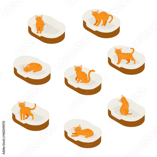 Ginger cat in his soft cozy bed cushion in different poses