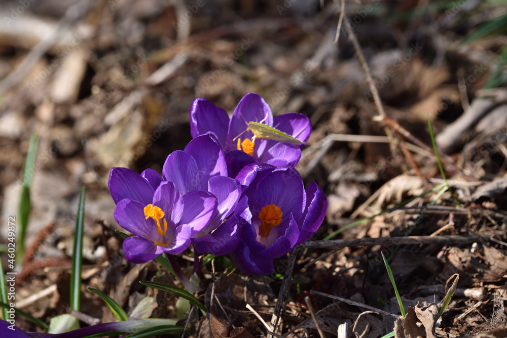 spring crocuses and a visiting butterfly spring crocuses and a visiting butterfly