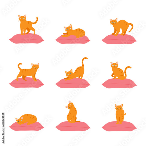 Cute orange cat sitting comfortably in different poses on cushion pillow