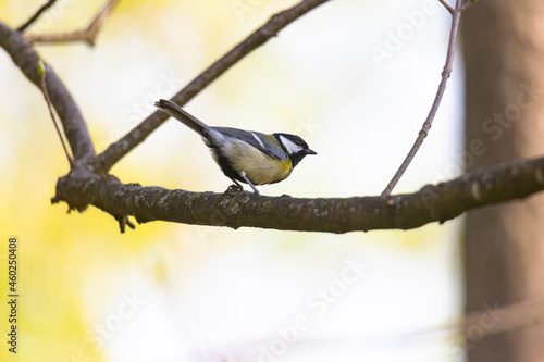 A great tit at a feeding place on a branch in winter photo
