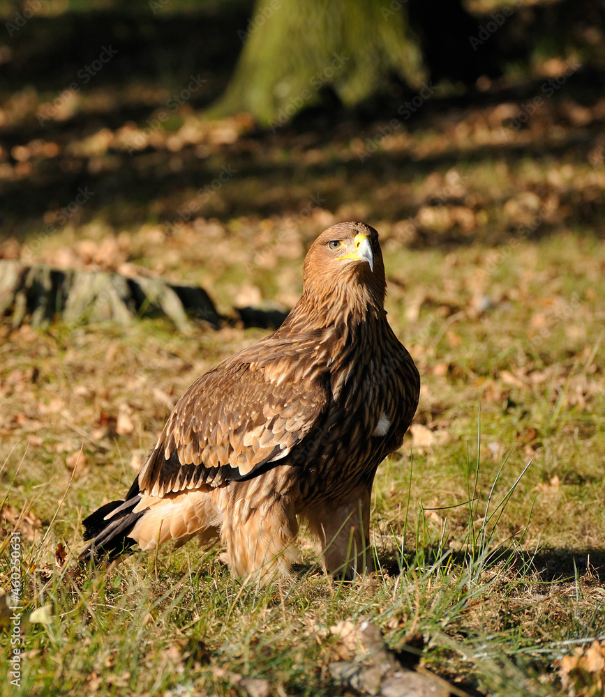 Östlicher Kaiseradler (Aquila heliaca) Östlicher Kaiseradler (Aquila heliaca)