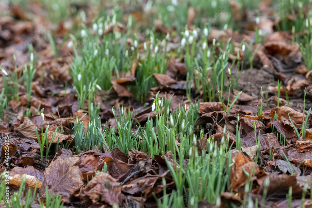 Wild snowdrops bloom among old leaves in the forest Wild snowdrops bloom among old leaves in the forest